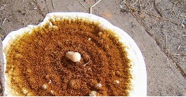 serpula lacrymans - dry rot fungus